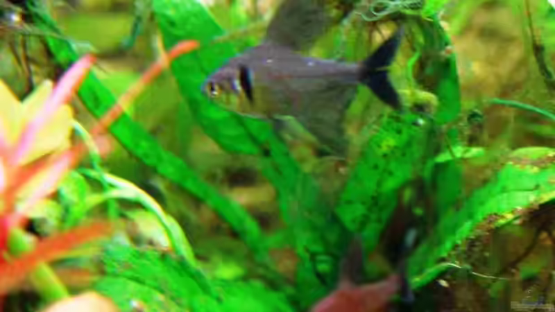 Besatz im Aquarium Becken 8295 von Mimia805 (6)