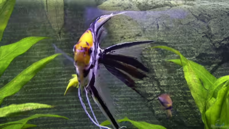 Besatz im Aquarium Becken 830 von Christian Pfeiler (4)