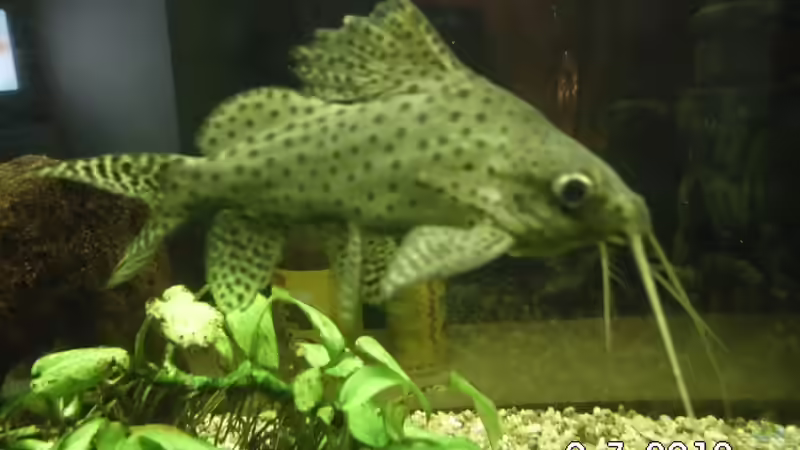 Besatz im Aquarium Becken 8302 von André Lenz (12)