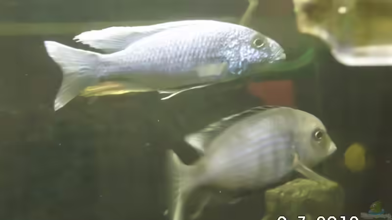 Besatz im Aquarium Becken 8302 von André Lenz (13)