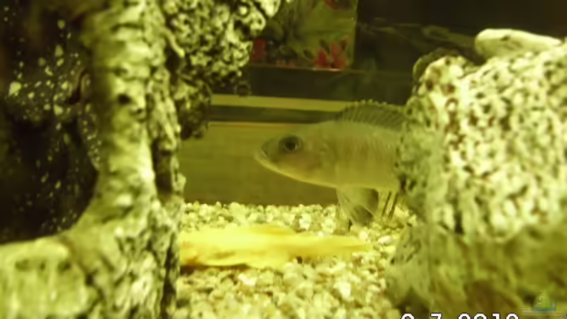 Besatz im Aquarium Becken 8302 von André Lenz (14)