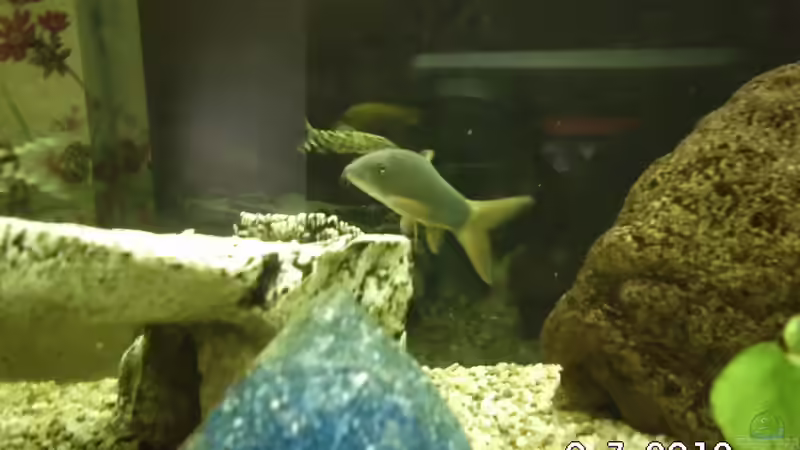 Besatz im Aquarium Becken 8302 von André Lenz (7)