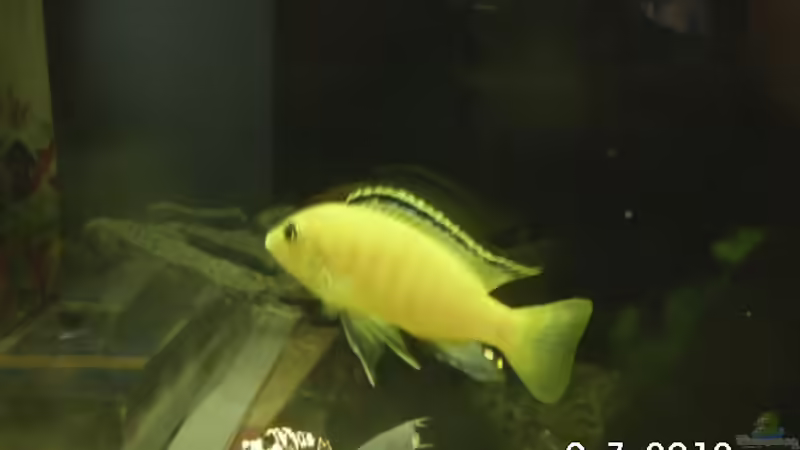 Besatz im Aquarium Becken 8302 von André Lenz (8)