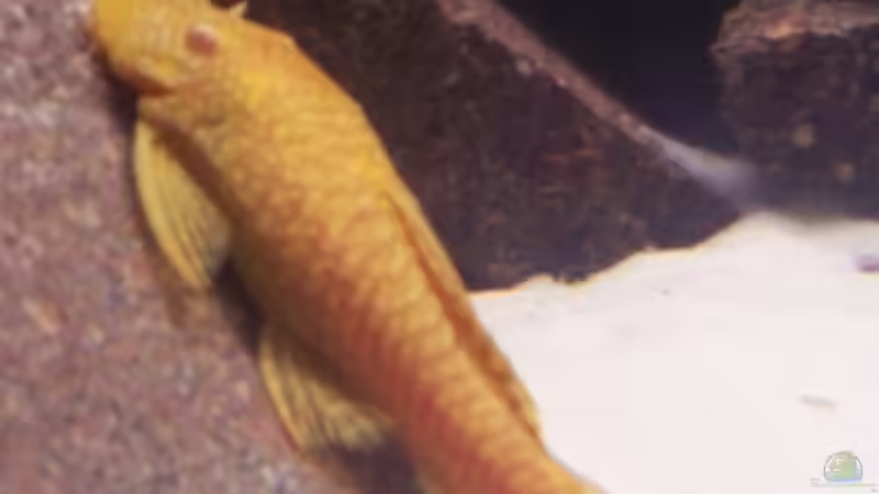 Besatz im Aquarium Becken 8330 von cichliden-aquarium.de (11)