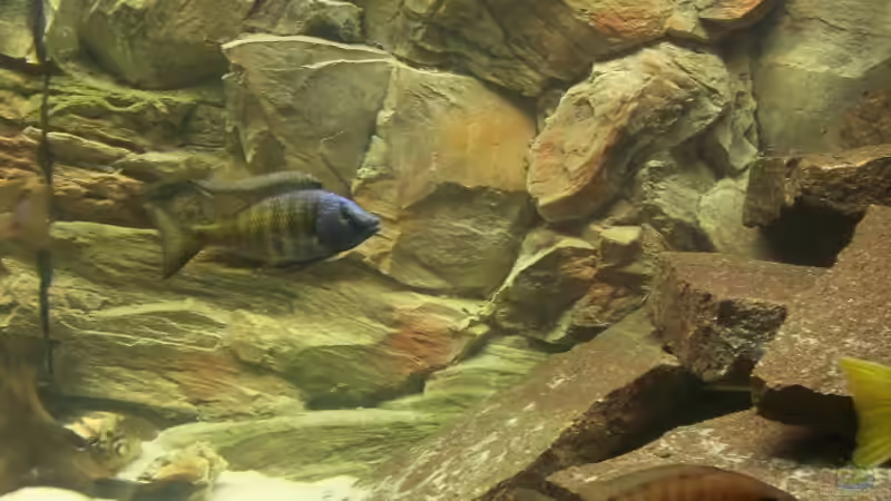 Besatz im Aquarium Becken 8330 von cichliden-aquarium.de (17)