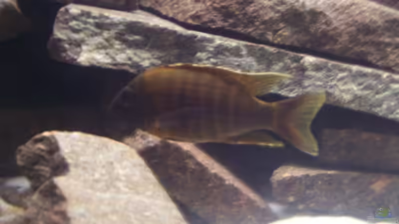 Besatz im Aquarium Becken 8330 von cichliden-aquarium.de (18)