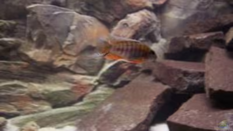 Besatz im Aquarium Becken 8330 von cichliden-aquarium.de (6)