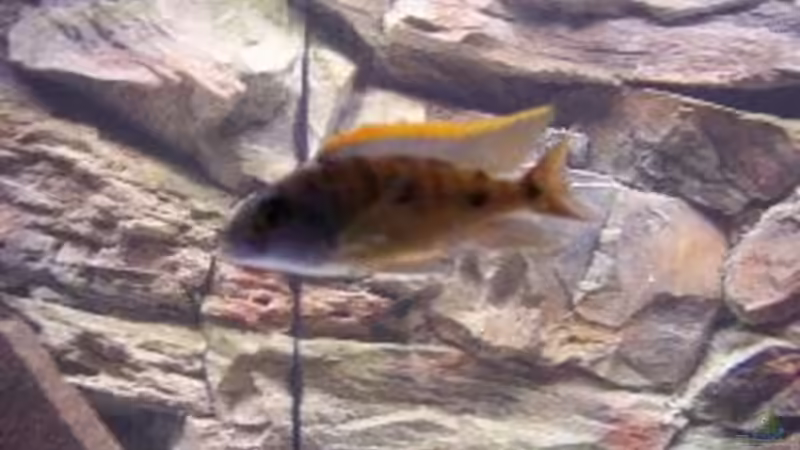 Besatz im Aquarium Becken 8330 von cichliden-aquarium.de (8)