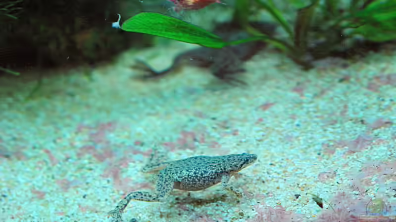 Besatz im Aquarium Becken 8344 von WSS (15)