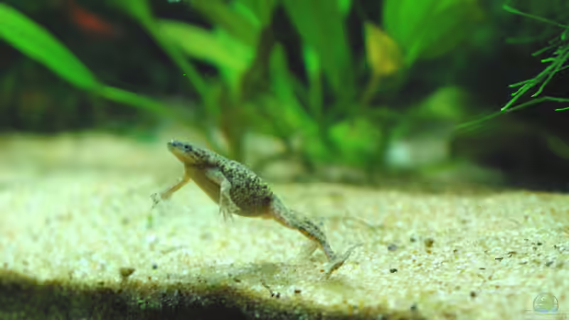 Besatz im Aquarium Becken 8344 von WSS (18)