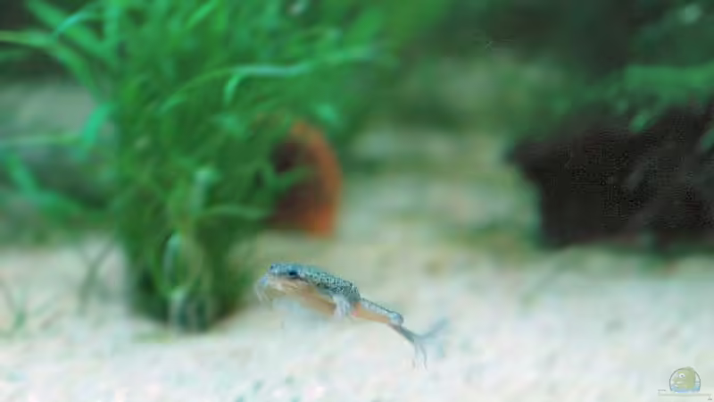 Besatz im Aquarium Becken 8344 von WSS (25)