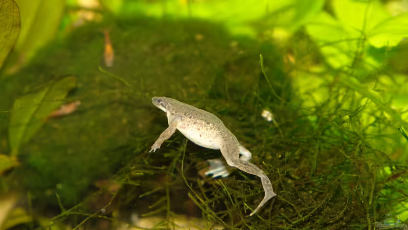 Besatz im Aquarium Becken 8344 von WSS (26)