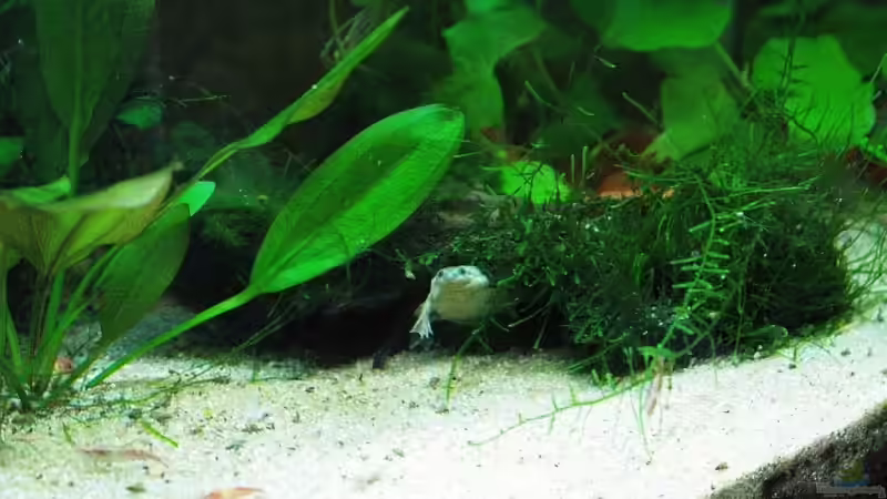 Besatz im Aquarium Becken 8344 von WSS (28)