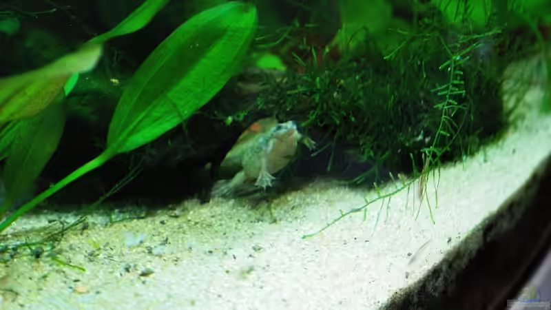 Besatz im Aquarium Becken 8344 von WSS (29)