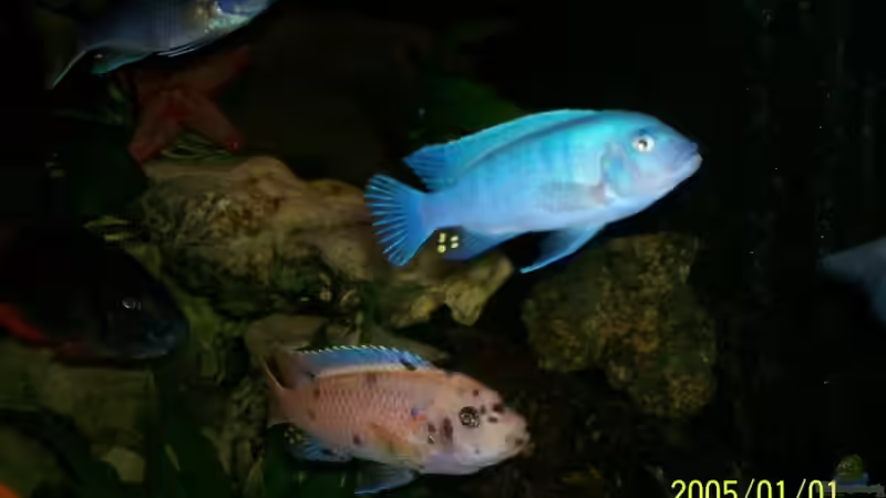 Besatz im Aquarium Becken 8347 von Stefan Buchwald (7)