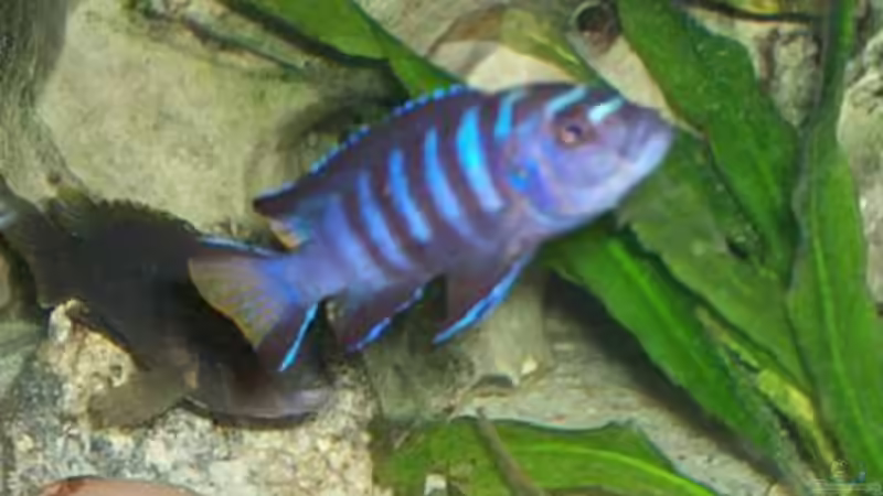 Besatz im Aquarium Becken 8347 von Stefan Buchwald (8)