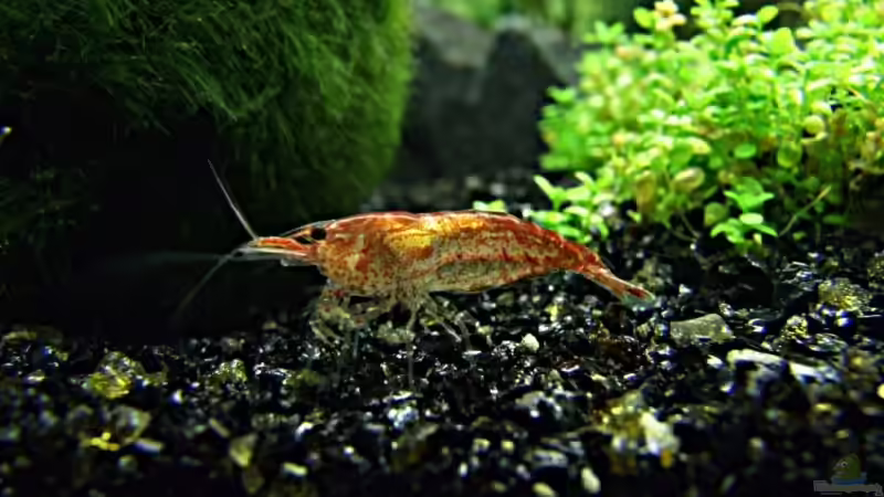 Besatz im Aquarium Becken 8349 von Zwiebel (6)