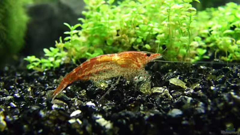 Besatz im Aquarium Becken 8349 von Zwiebel (7)