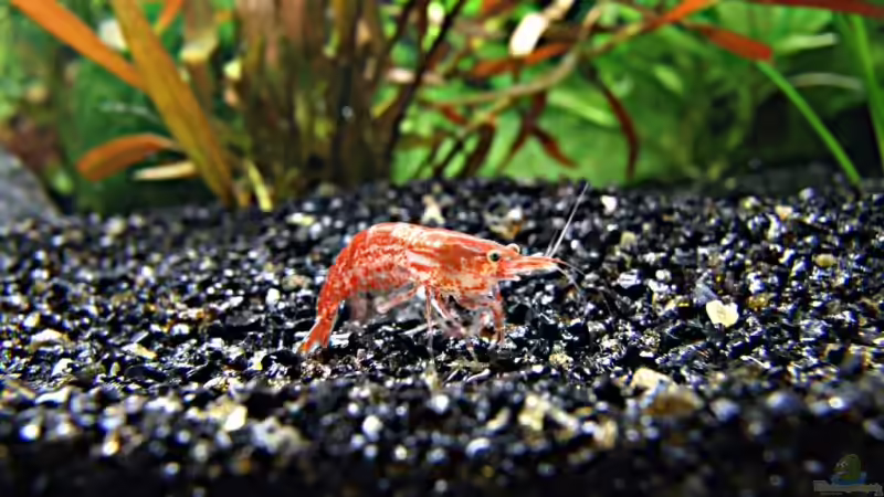 Besatz im Aquarium Becken 8349 von Zwiebel (8)