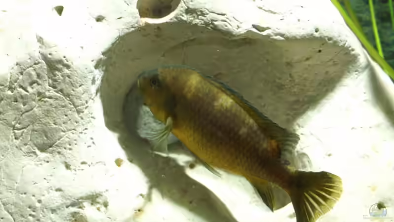 Besatz im Aquarium Becken 8353 von Thomas Dresch (10)