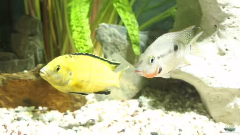 Besatz im Aquarium Becken 8353 von Thomas Dresch (11)