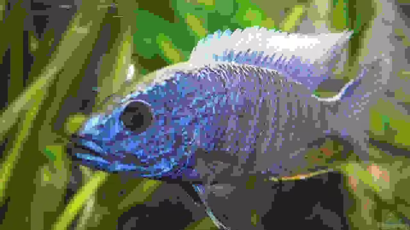 Besatz im Aquarium Becken 8353 von Thomas Dresch (13)