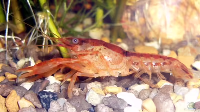 Besatz im Aquarium Becken 8360 von wok (7)