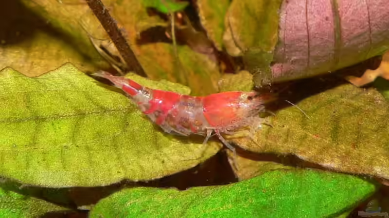 Besatz im Aquarium Becken 8360 von wok (8)