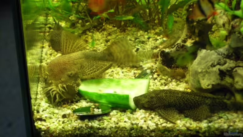 Besatz im Aquarium Becken 8375 von Oliver Czaika (10)