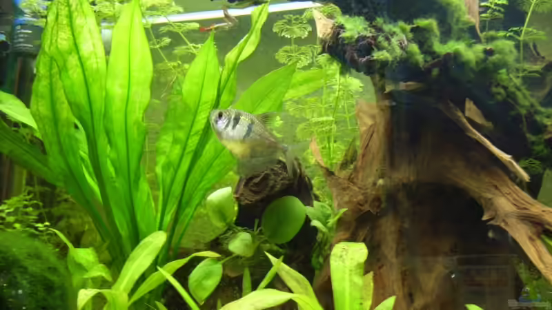 Besatz im Aquarium Becken 8376 von Oliver Czaika (10)