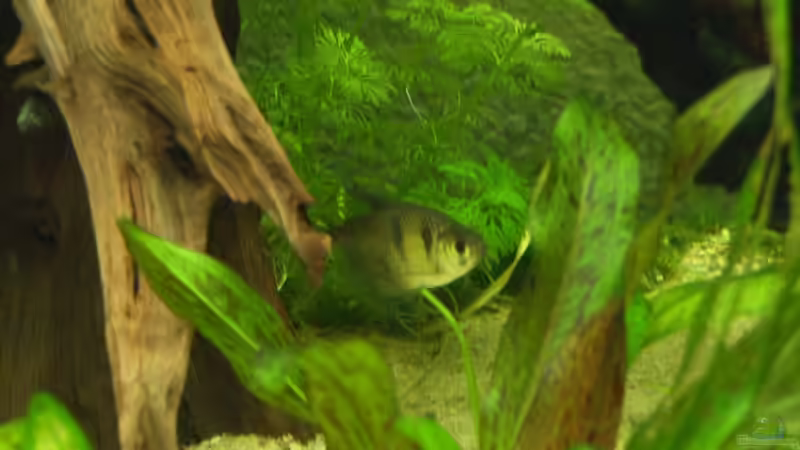 Besatz im Aquarium Becken 8376 von Oliver Czaika (11)