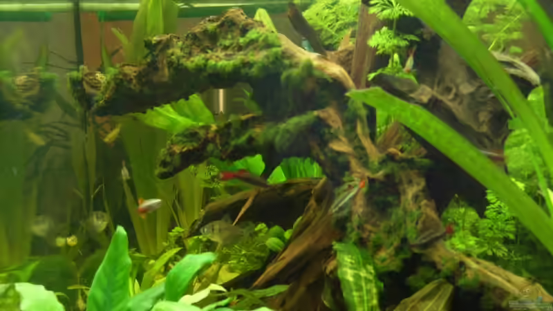 Besatz im Aquarium Becken 8376 von Oliver Czaika (8)