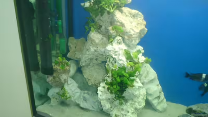 Besatz im Aquarium Becken 838 von vizekoenich (14)