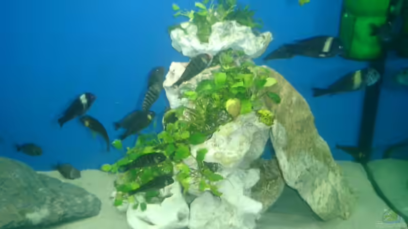 Besatz im Aquarium Becken 838 von vizekoenich (15)