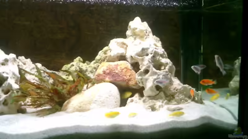 Besatz im Aquarium Becken 838 von vizekoenich (16)