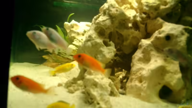 Besatz im Aquarium Becken 838 von vizekoenich (17)