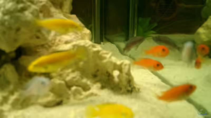 Besatz im Aquarium Becken 838 von vizekoenich (18)