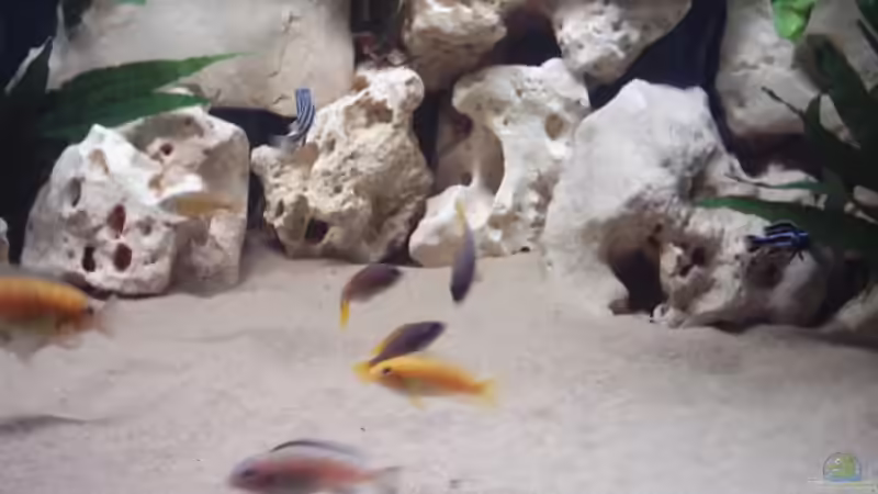 Besatz im Aquarium Becken 839 von Wolfgang Weiß (2)