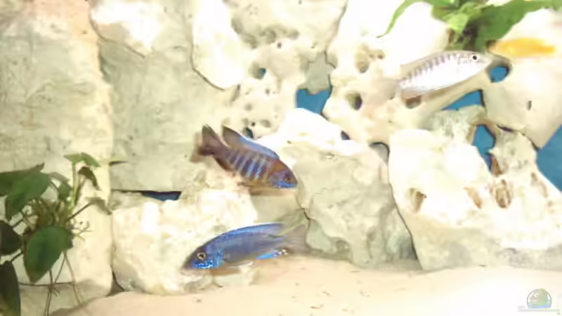 Besatz im Aquarium Becken 839 von Wolfgang Weiß (5)