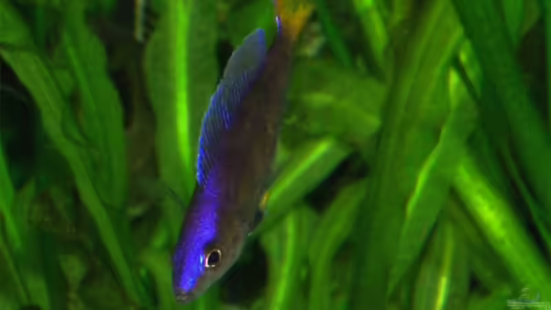 Besatz im Aquarium Becken 840 von Alexander Schimmelpfennig (7)