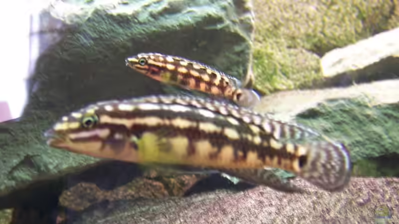 Besatz im Aquarium Becken 8404 von Thimo Schneider (10)