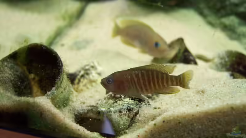 Besatz im Aquarium Becken 8404 von Thimo Schneider (11)