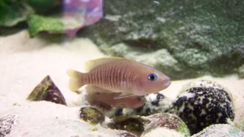 Besatz im Aquarium Becken 8404 von Thimo Schneider (12)