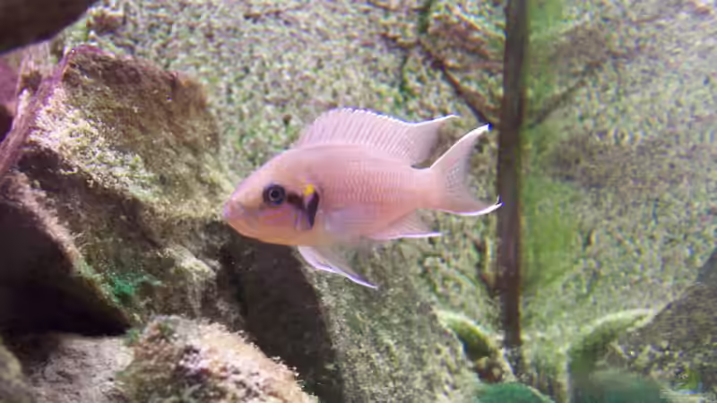 Besatz im Aquarium Becken 8404 von Thimo Schneider (9)