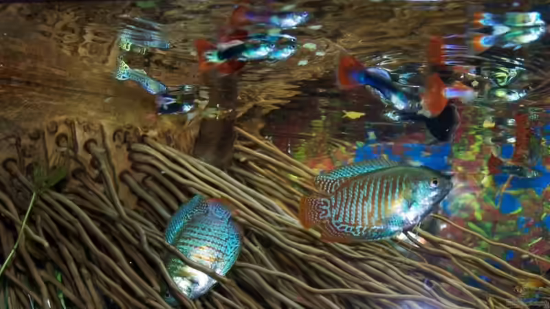 Besatz im Aquarium Becken 8419 von Fadenfisch (8)