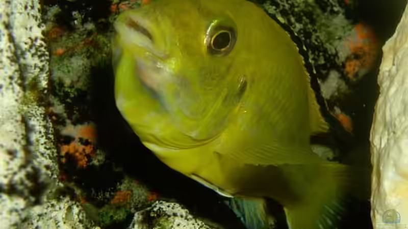 Besatz im Aquarium Becken 842 von Peggy Schreyer (11)