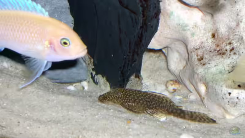 Besatz im Aquarium Becken 842 von Peggy Schreyer (7)