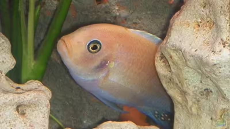 Besatz im Aquarium Becken 842 von Peggy Schreyer (8)