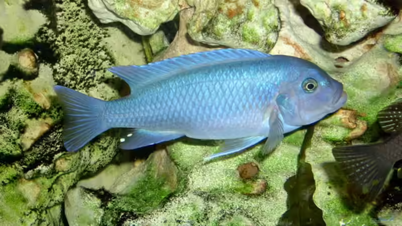Besatz im Aquarium Becken 842 von Peggy Schreyer (9)
