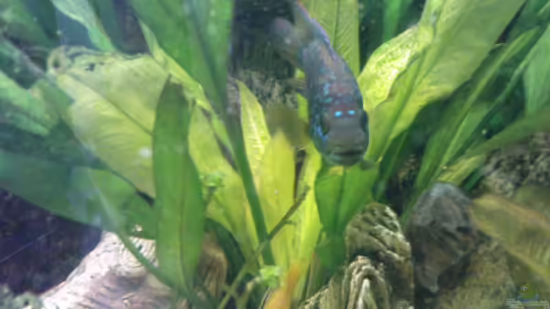 Besatz im Aquarium Becken 8425 von Stgt.WEST (38)